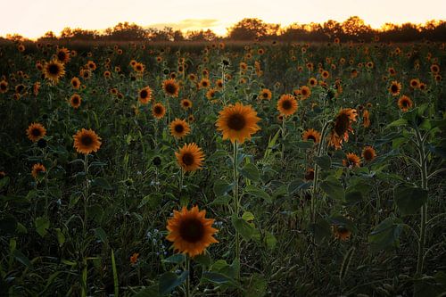 Zonnebloemen in het mooie dorpje Heesch.