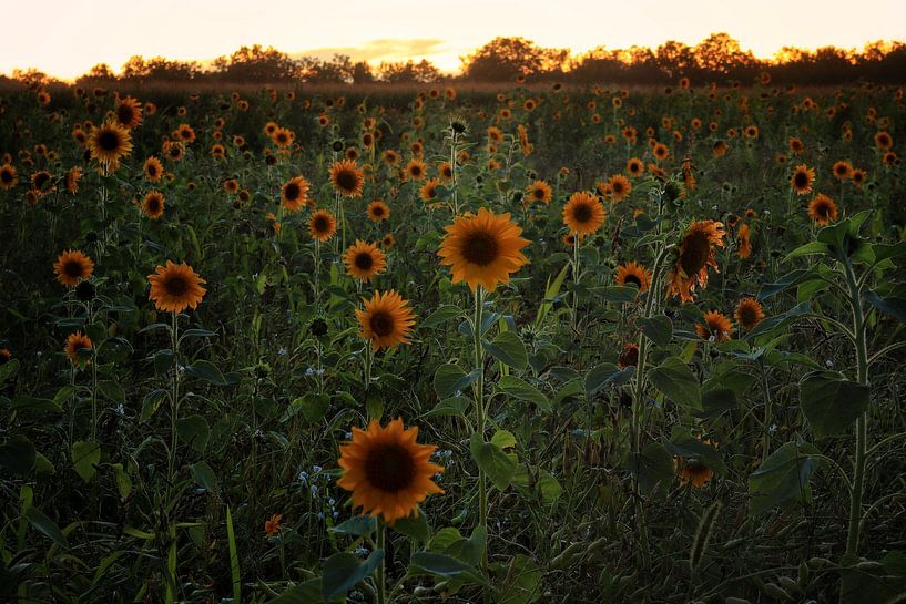 Tournesols dans le beau village de Heesch. par Laura van Grinsven