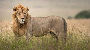 zukünftiger König von Marije Rademaker