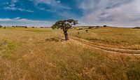Arbre solitaire dans un paysage vallonné, Castro Verde, Alentejo, Portuga par Rene van der Meer Aperçu