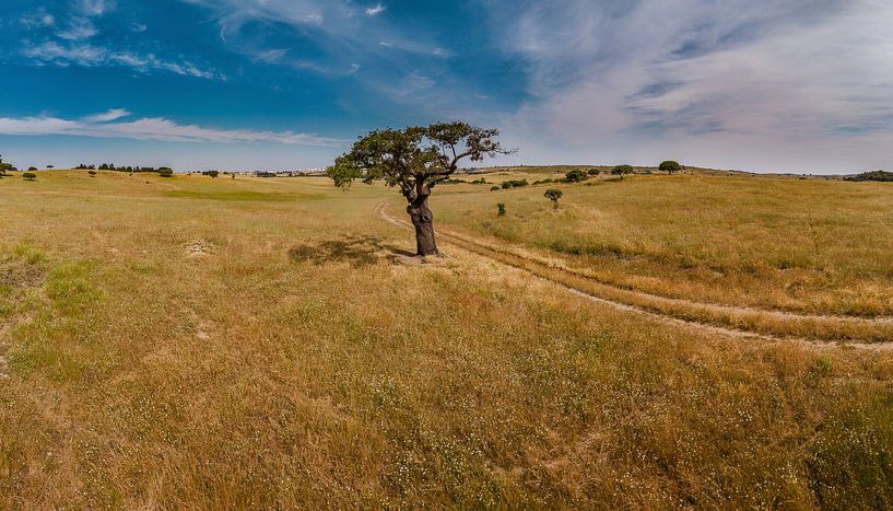 Arbre solitaire dans un paysage vallonné, Castro Verde, Alentejo, Portuga par Rene van der Meer