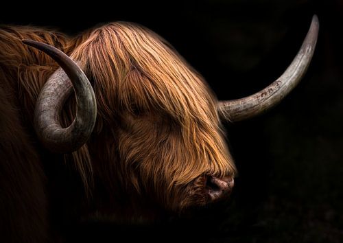 Highlander écossais