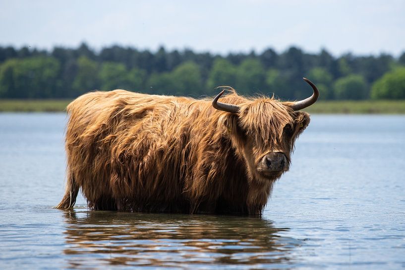 Schotse hooglander in het water! van Peter Haastrecht, van