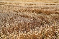 wat ruist daar door het graan