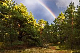 Weg ins Glück von Daniela Beyer