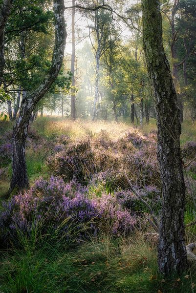 De Buigende Berk van Loris Photography