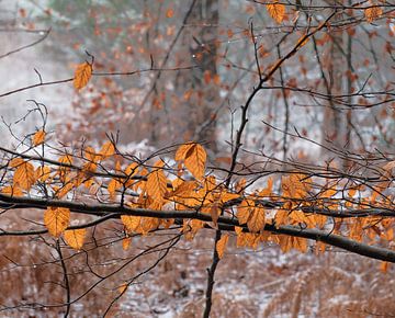 Bladeren in de winter. van René Jonkhout
