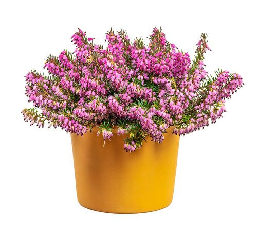 Bloempot met bloeiende wintersneeuwheide op een witte achtergrond