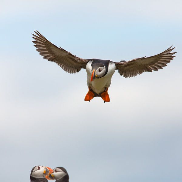 Papegaaiduiker von Menno Schaefer