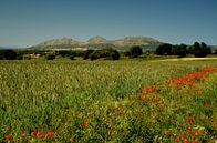 Montgri Massiv Costa Brava von Iris Heuer Miniaturansicht