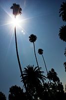 Hollywood