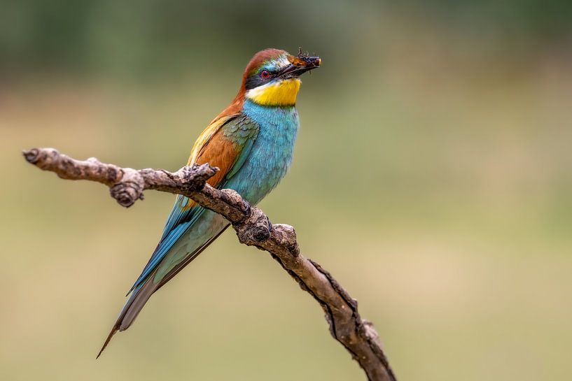 Portrait of the bee-eater by Teresa Bauer