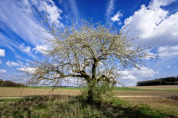Landschap in Beieren met een bloeiende boom in de lente van ManfredFotos
