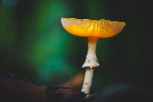 Magic fly agaric with warm light in the dark forest