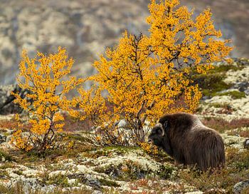 Bœuf musqué aux couleurs de l'automne