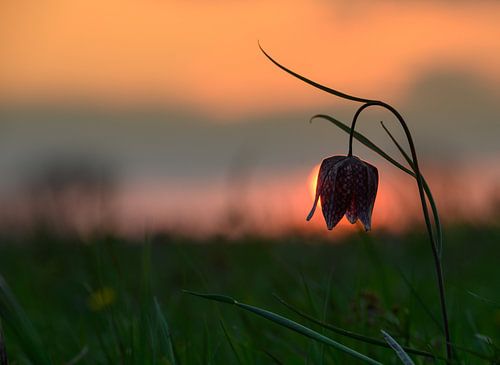 Kievitsbloem met de ondergaande zon