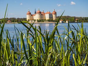 Zicht op Moritzburg vanaf het meer van Animaflora PicsStock