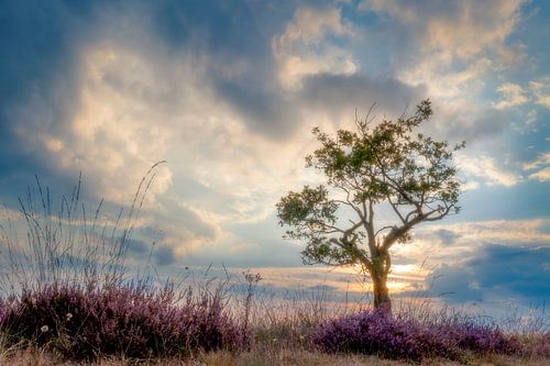 Boom Nationaal Park Dwingelderveld bloeiende heide in voorgrond