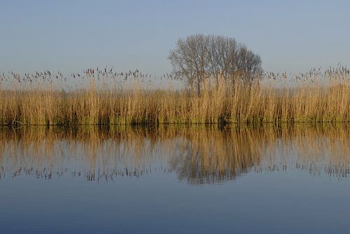 Rietkraag aan de Boerekreek