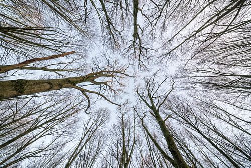 At the tops of the trees