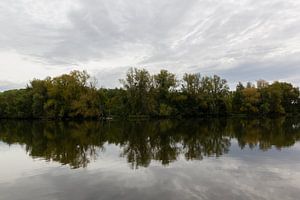 Trees Reflection
