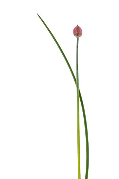 Schnittlauch Fine Art von Anneliese Grünwald-Märkl