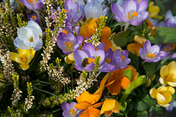 Bloemenzee