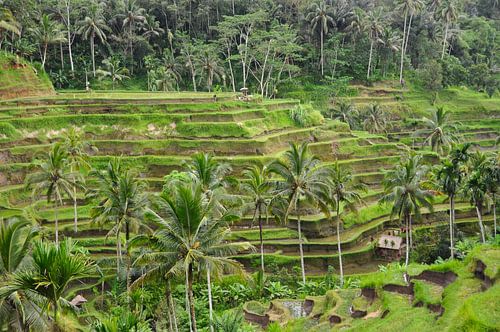 Sereniteit van smaragd in Tegalalang