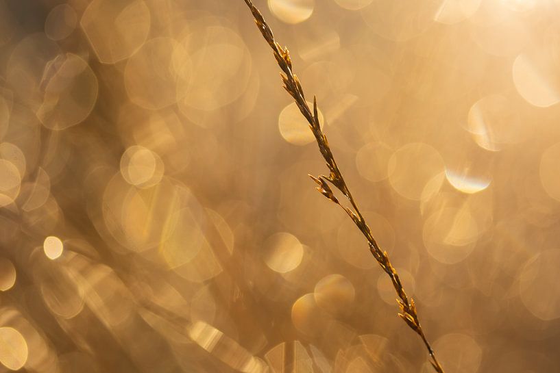 Goldene Gräser von Jeroen Segers