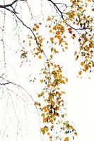 Herfstblaadjes
