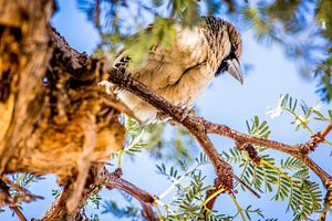 Afrikanischer Vogel (Sociable Weaver) auf einem Ast in Namibia