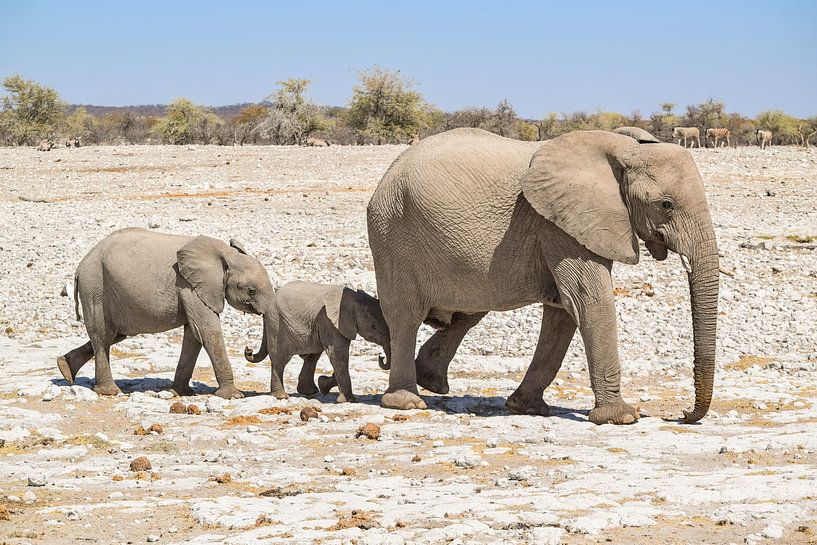 Elephant family in the Namibian savannah by Achim Prill