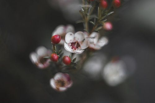 Waxflower