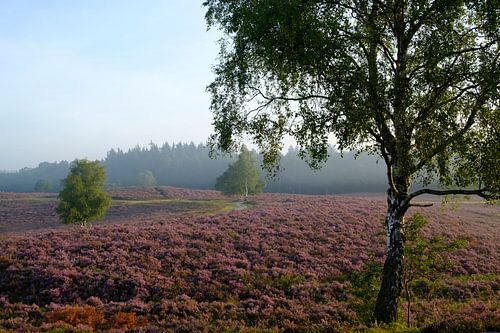 Berkenboom in een heidelandschap tijdens zonsopgang