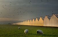 Sheep at the Greenhouse