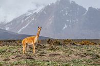 Vicuna in Mount Chimborazo NP Andes Ecuador van Lex van Doorn thumbnail