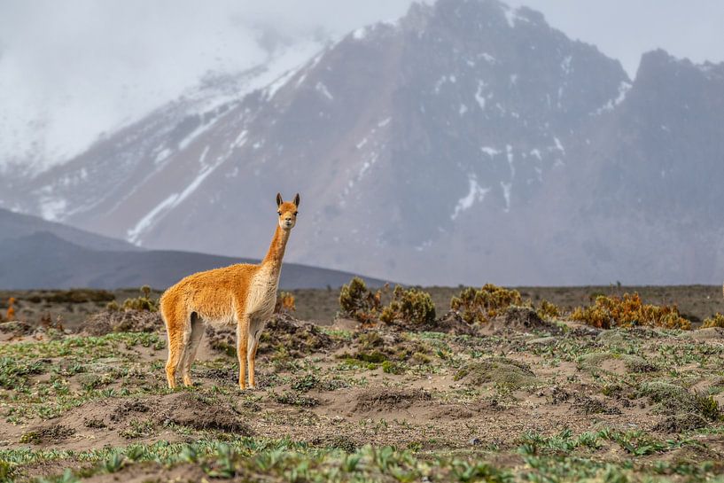 Vicuna in Mount Chimborazo NP Andes Ecuador van Lex van Doorn