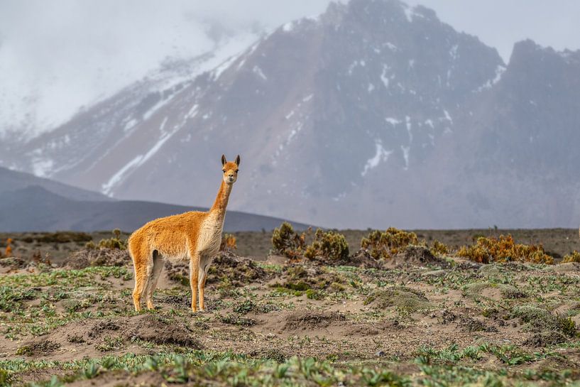Vicuna in Mount Chimborazo NP Andes Ecuador von Lex van Doorn