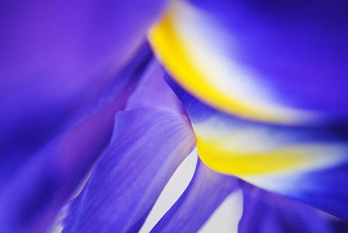 Blauwpaarse iris in abstractie