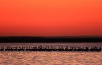 Europese flamingo's in stemmig avondrood