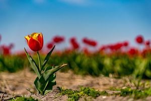 Tulpen auf Texel