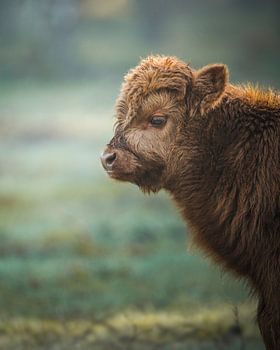 Scottish Highlander baby