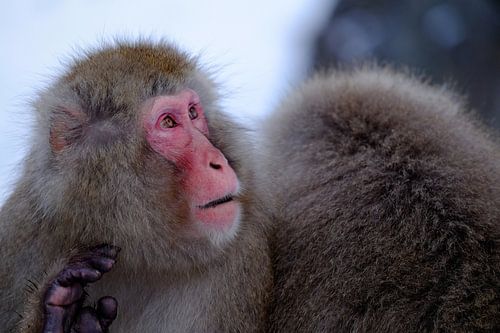 Snow Monkey 2