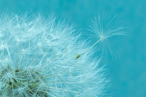Close up paardebloem (dandelion) met los pluisje