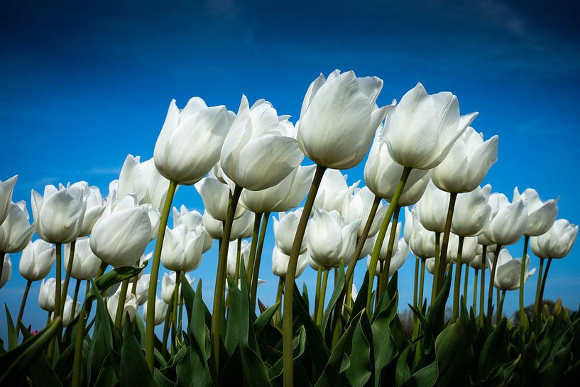White tullips by Judith Veenstra