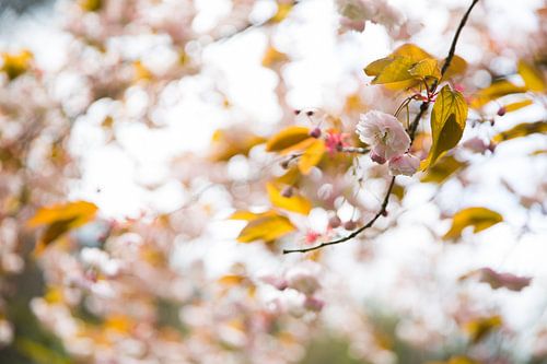 Zoete herfstkleuren in de lucht