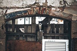 City cat in dilapidated gate of Faro by Bart Hageman Photography