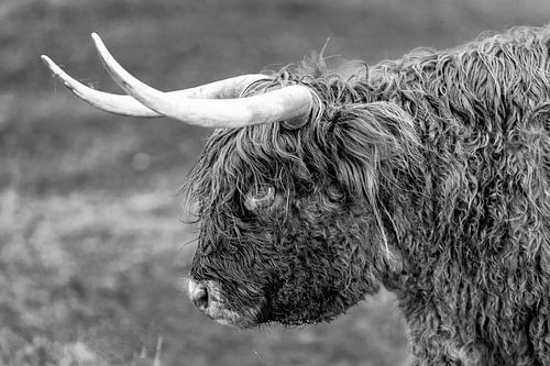 Schottischer Highlander in den Dünen schwarz und weiß von vincentdevriesfoto.nl