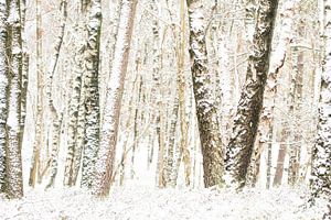 Paysage d'arbres d'hiver