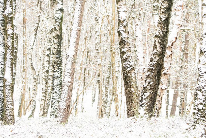 Winter tree landscape by Danny Slijfer Natuurfotografie